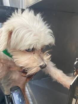 MONTANA -  Maltese Dog for Adoption in Dallas, Texas - MONTANA | PetCurious