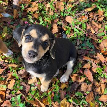 Jewels Pup: Diamond -  Chihuahua and Beagle Dog for Adoption in Falls Church, Virginia - Jewels Pup: Diamond | PetCurious