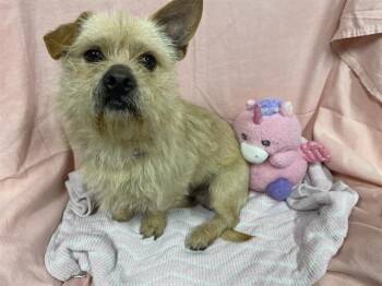 Cairn Terrier and Mixed Breed Dogs Available for Adoption - A607156 | PetCurious