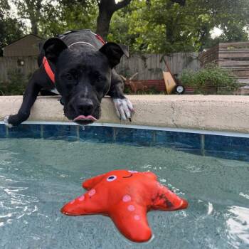 Dandelion -  Pit Bull Terrier Dog for Adoption in Austin, Texas - Dandelion | PetCurious
