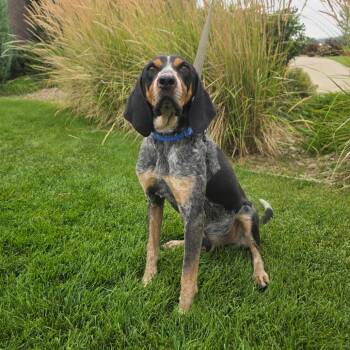 Remi -  Bluetick Coonhound Dog for Adoption in Great Falls, Montana - Remi | PetCurious