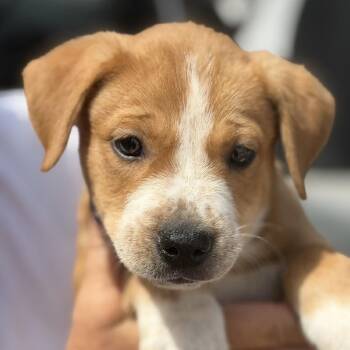 Sky -  Labrador Retriever Dog for Adoption in Midland, Texas - Sky | PetCurious