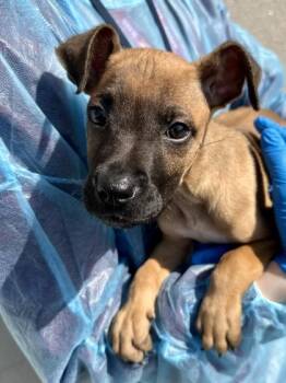Chunglebird -  Mixed Breed Dog for Adoption in Wichita, Kansas - Chunglebird | PetCurious