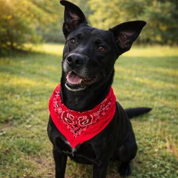 Black Labrador Retriever Dogs Available for Adoption - Jayson | PetCurious