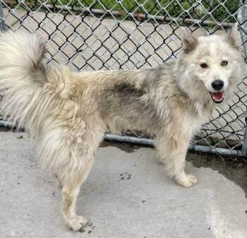 PAULA -  Siberian Husky Dog for Adoption in Tulsa, Oklahoma - PAULA | PetCurious