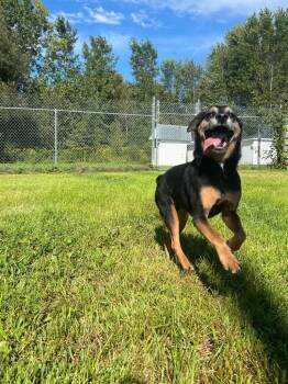 Trigger -  Hound Dog for Adoption in Ogdensburg, New York - Trigger | PetCurious