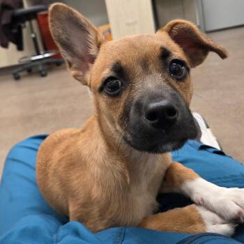 Terrier Dogs Available for Adoption in Chattanooga, Tennessee - Chartreuse | PetCurious