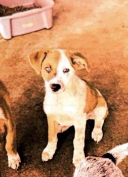 Legacy - P -  Hound and Mixed Breed Dog for Adoption in Daytona Beach, Florida - Legacy - P | PetCurious