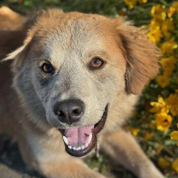 Labrador Retriever and Shepherd Dogs Available for Adoption in San Diego, California - Tallon | PetCurious
