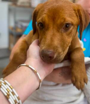 Truffle -  Labrador Retriever Dog for Adoption in Farmingdale, New Jersey - Truffle | PetCurious