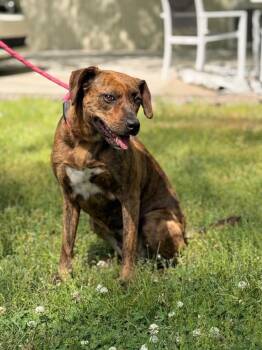 Plott Hound Dogs Available for Adoption in Locust Fork, Alabama - Xena | PetCurious