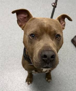 DUSSE -  Pit Bull Terrier Dog for Adoption in Indianapolis, Indiana - DUSSE | PetCurious