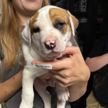 Mixed Breed Dogs Available for Adoption - Irwin Fire Puppy | PetCurious