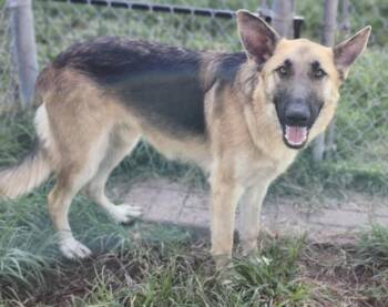 SULTAN -  German Shepherd Dog and Mixed Breed Dog for Adoption in Houston, Texas - SULTAN | PetCurious