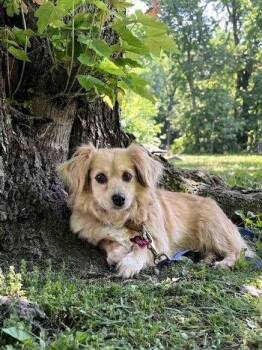 Peaches -  Spaniel Dog for Adoption in Bedford Hills, New York - Peaches | PetCurious