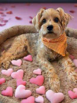 Yorkshire Terrier and Miniature Schnauzer Dogs Available for Adoption - Osita | PetCurious