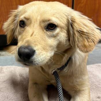 Golden Retriever and Mixed Breed Dogs Available for Adoption - Sadie | PetCurious
