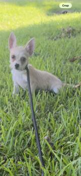 Dan -  Chihuahua Dog for Adoption in Louise, Texas - Dan | PetCurious