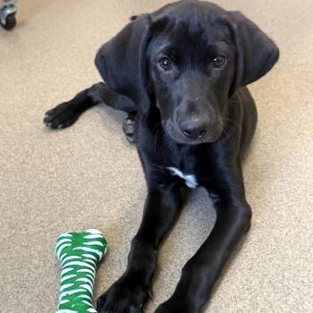 Augusta -  Black Labrador Retriever and Mixed Breed Dog for Adoption in Chatham, Virginia - Augusta | PetCurious