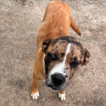 Blue -  Mixed Breed Dog for Adoption in Edmonton, Alberta - Blue | PetCurious