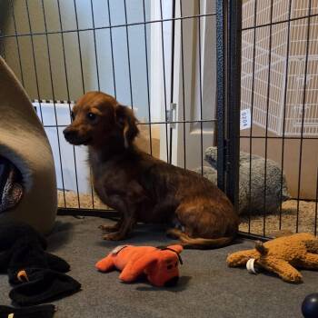 DAISY -  Dachshund Dog for Adoption in Chicopee, Massachusetts - DAISY | PetCurious