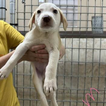 Banjo -  Mixed Breed Dog for Adoption in Madison, Wisconsin - Banjo | PetCurious