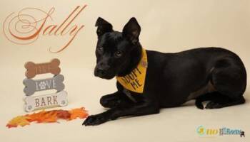 Labrador Retriever and Mixed Breed Dogs Available for Adoption in Fairhope, Alabama - Sally | PetCurious