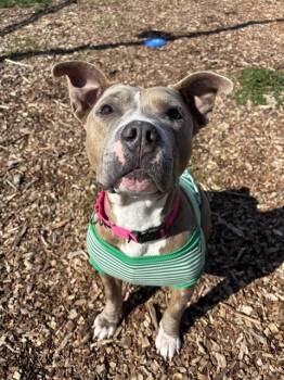 Rescue Pit Bull Terrier Dogs for Adoption in Leesburg, Virginia - SASSY | PetCurious