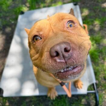Cinderella -  Mixed Breed Dog for Adoption in Newark, New Jersey - Cinderella | PetCurious