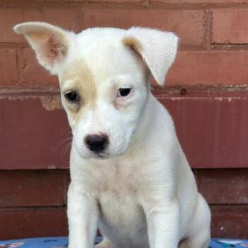 Lilac -  Mixed Breed Dog for Adoption in Groveland, Massachusetts - Lilac | PetCurious