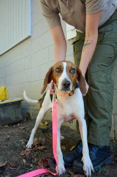 Canoli -  Beagle Dog for Adoption in Floyd, Virginia - Canoli | PetCurious