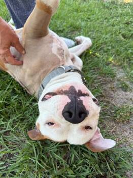 American Bulldog Dogs Available for Adoption in Lakeland, Florida - Banks | PetCurious