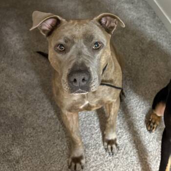 Rescue American Staffordshire Terrier and Staffordshire Bull Terrier Dogs for Adoption in Wadena, Minnesota - Hannah | PetCurious