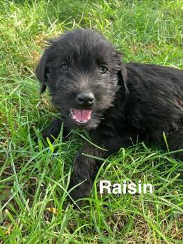 Raisin -  Schnauzer and Labrador Retriever Dog for Adoption in Boone, Colorado - Raisin | PetCurious