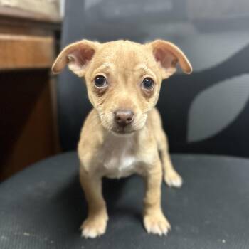 Chihuahua Dogs Available for Adoption - Tinkles | PetCurious