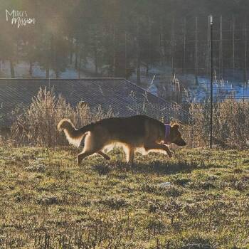 German Shepherd Dog Dogs Available for Adoption - Millie Pawbby Brown | PetCurious