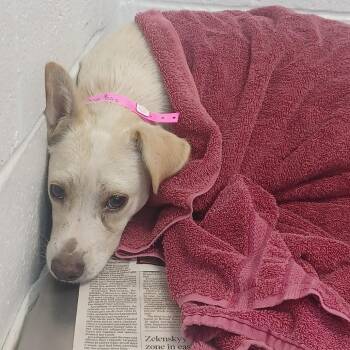Snow Peas -  Terrier and Labrador Retriever Dog for Adoption in Hattiesburg, Mississippi - Snow Peas | PetCurious