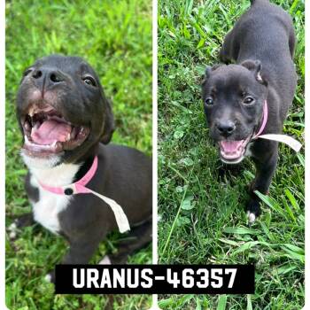 Rescue Mixed Breed Dogs for Adoption in Memphis, Tennessee - Uranus | PetCurious