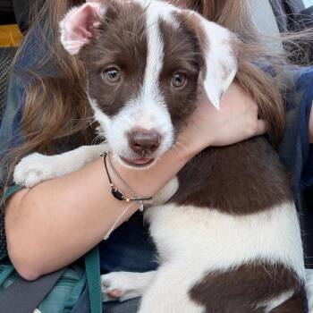 Benny C-34108 -  Cattle Dog and Mixed Breed Dog for Adoption in Oklahoma City, Oklahoma - Benny C-34108 | PetCurious