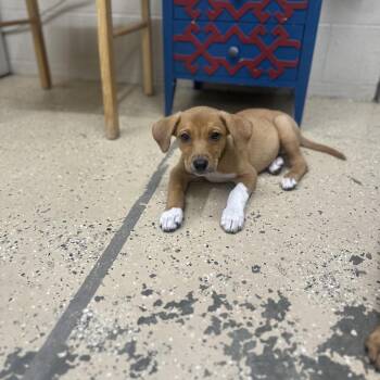 Posie -  Coonhound Dog for Adoption in Newport, Tennessee - Posie | PetCurious