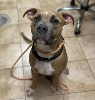 Leo -  Pit Bull Terrier Dog for Adoption in Troutdale, Oregon - Leo | PetCurious