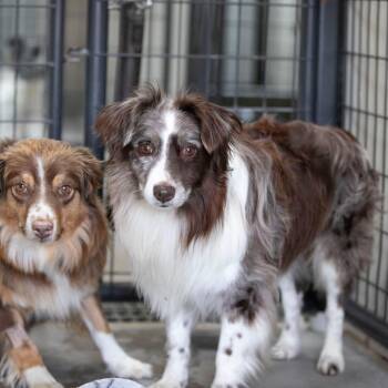 Australian Shepherd Dogs Available for Adoption in Peyton, Colorado - Remington (JY25-70) | PetCurious