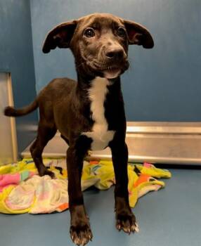DARBY -  Rhodesian Ridgeback and Mixed Breed Dog for Adoption in Conroe, Texas - DARBY | PetCurious