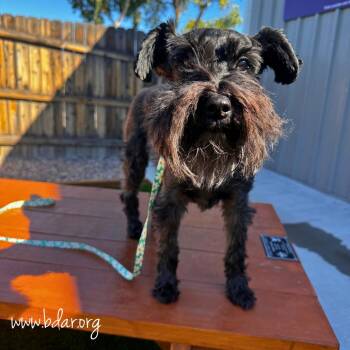 Gabby -  Miniature Schnauzer Dog for Adoption in Cheyenne, Wyoming - Gabby | PetCurious