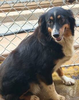 Tonya -  Australian Shepherd Dog for Adoption in Thompson Falls, Montana - Tonya | PetCurious