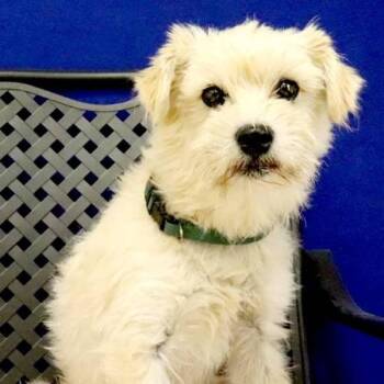 Mikey -  Terrier Dog for Adoption in Midland, Texas - Mikey | PetCurious