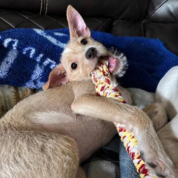 Cinnamon CI -  Terrier and Mixed Breed Dog for Adoption in Austin, Texas - Cinnamon CI | PetCurious
