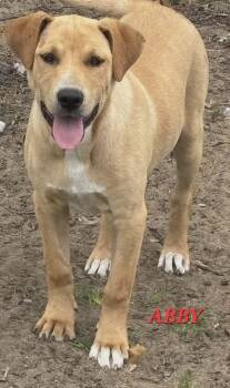 Labrador Retriever Dogs Available for Adoption in Hillsdale, New York - Abby | PetCurious