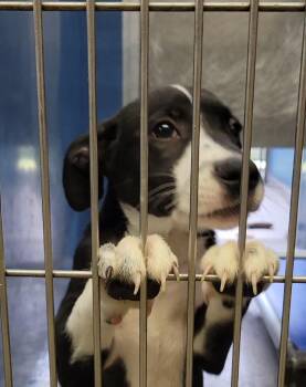 Ricky -  Border Collie and Mixed Breed Dog for Adoption in Sunnyvale, Texas - Ricky | PetCurious