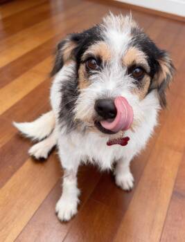 Mowhawk a.k.a Mowie -  Wirehaired Terrier Dog for Adoption in Houston, Texas - Mowhawk A.k.a Mowie | PetCurious
